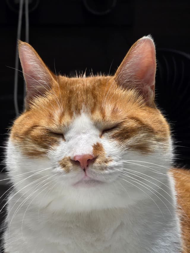 一只橘白相间的猫咪正闭着眼睛，表情安详而满足。