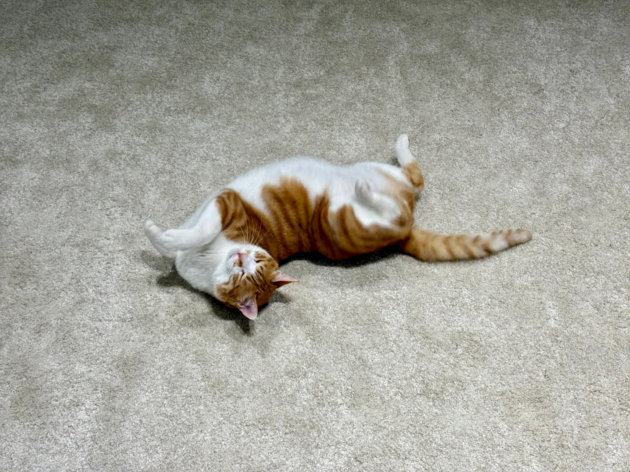 一只橙色和白色的猫仰卧在地毯上，四肢朝上，头向后仰。