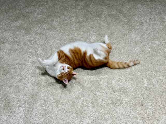 一只橙色和白色的猫仰卧在地毯上，四肢朝上，头向后仰。