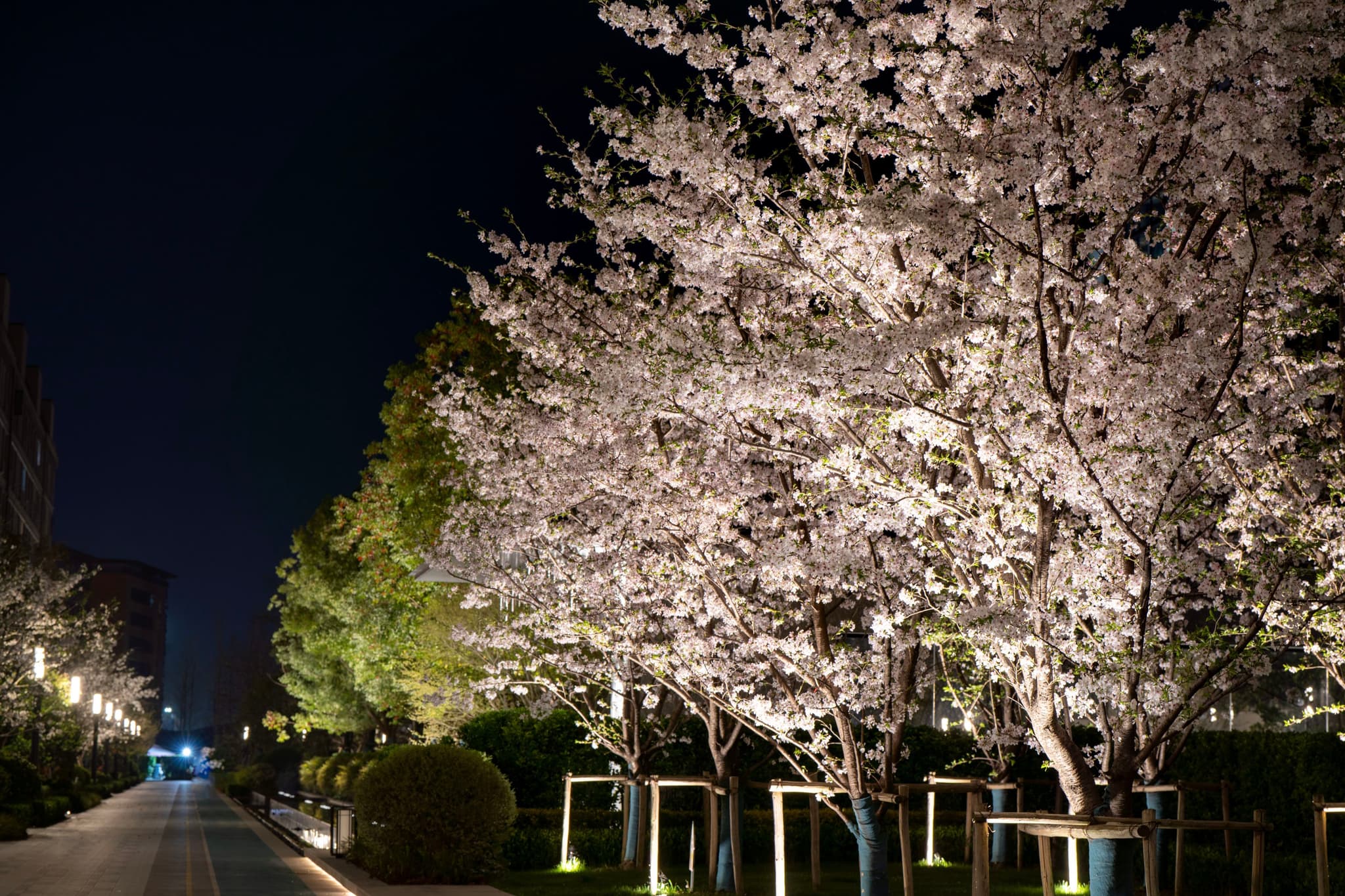夜间，一排树木被灯光照亮，其中一棵树开满了白色的花朵，可能是樱花。人行道沿着树木延伸，远处有灯光。