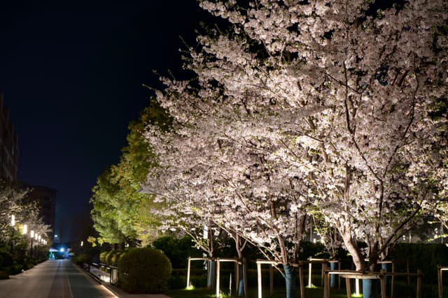 夜间，一排树木被灯光照亮，其中一棵树开满了白色的花朵，可能是樱花。人行道沿着树木延伸，远处有灯光。