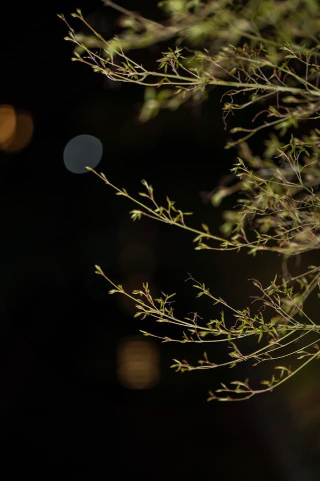夜间拍摄的植物特写，背景模糊，有光斑。