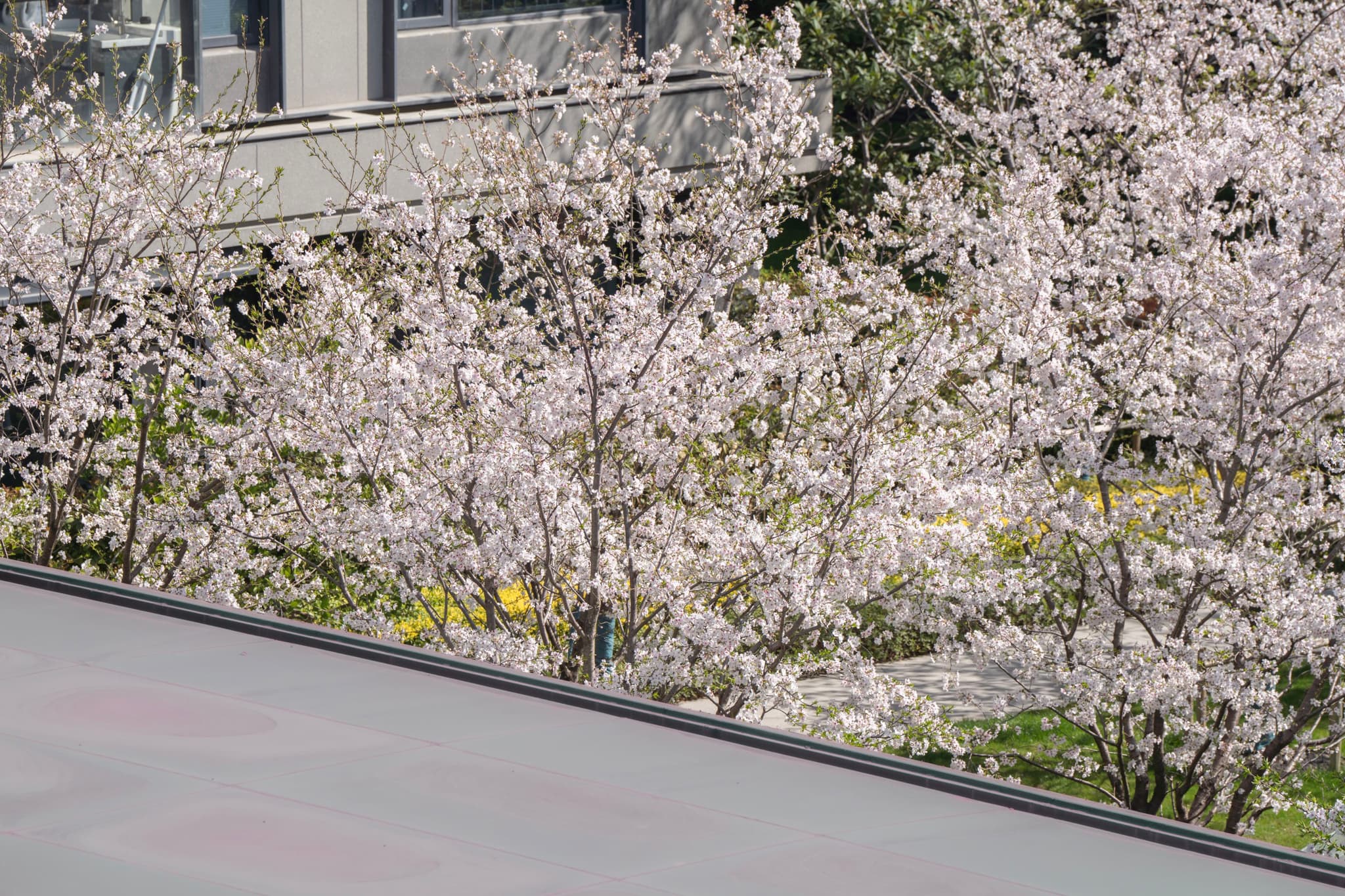从高角度拍摄的樱花树，树木繁茂，花朵盛开，背景是建筑物和绿色植物。
