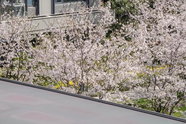 从高角度拍摄的樱花树，树木繁茂，花朵盛开，背景是建筑物和绿色植物。