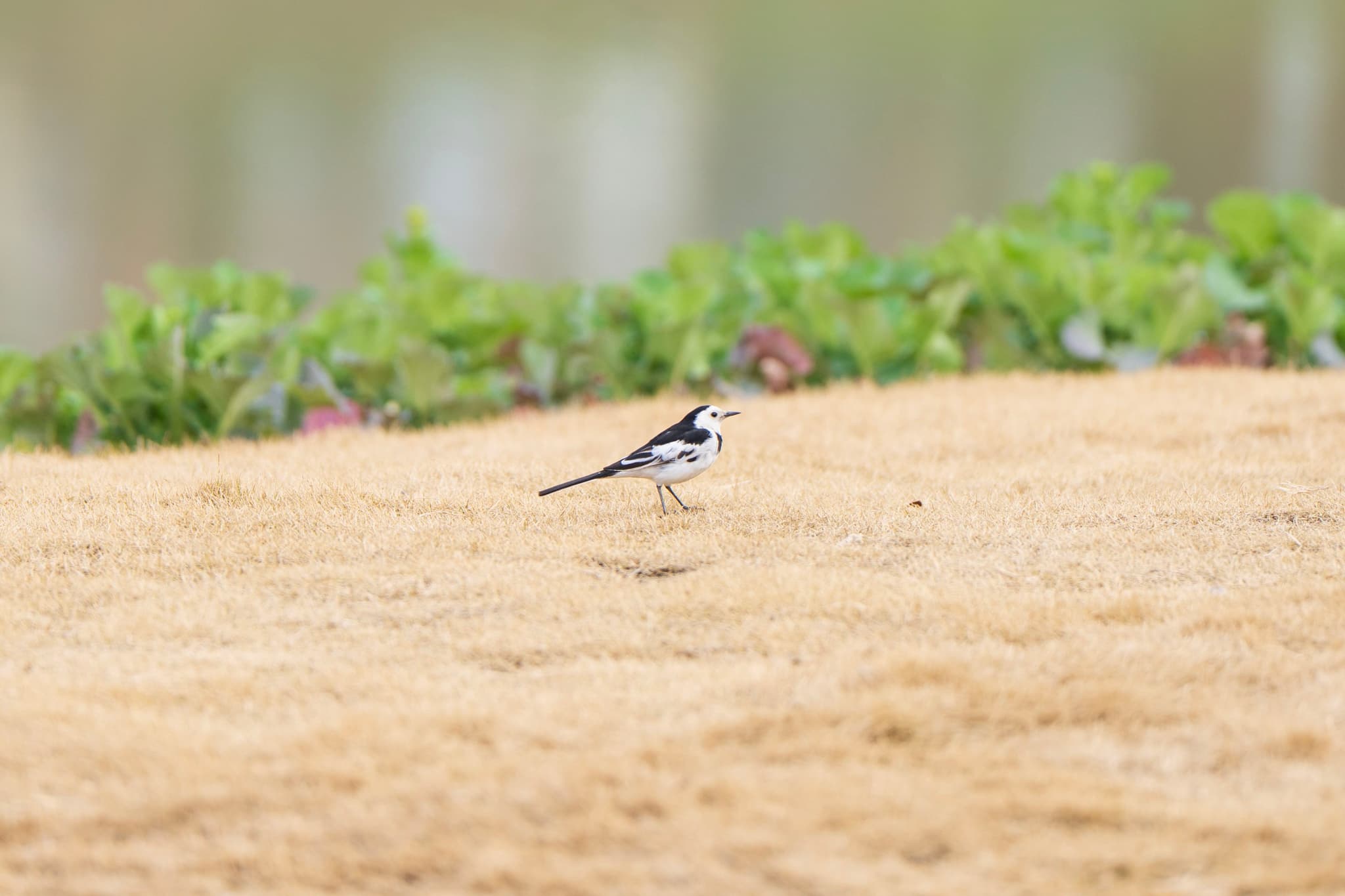 一只黑白相间的鹡鸰站在一片干枯的草地上，背景是模糊的绿色植物和水岸。