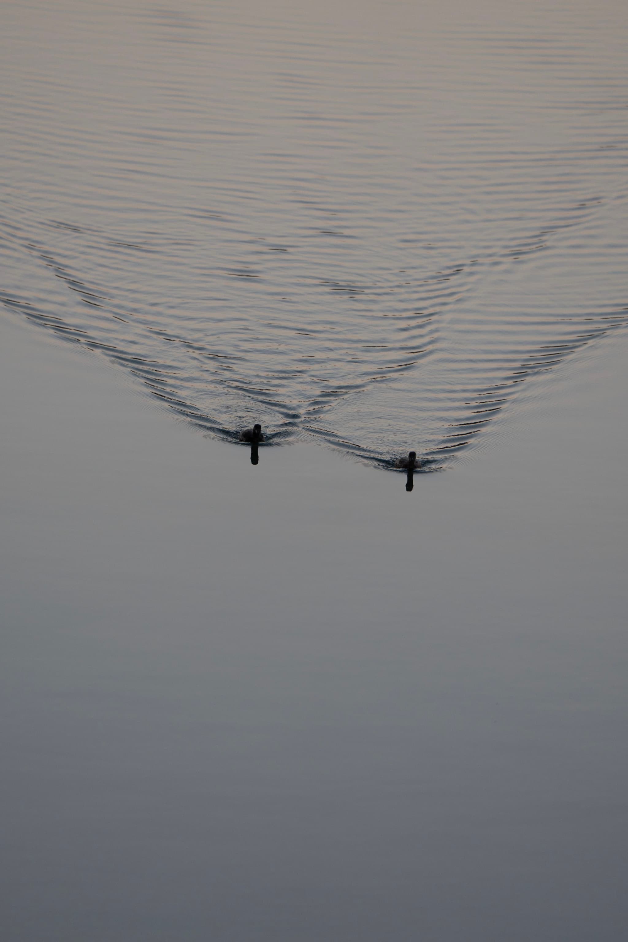 从上方拍摄的照片显示两只鸟在水面上游泳，它们身后留下了波浪。