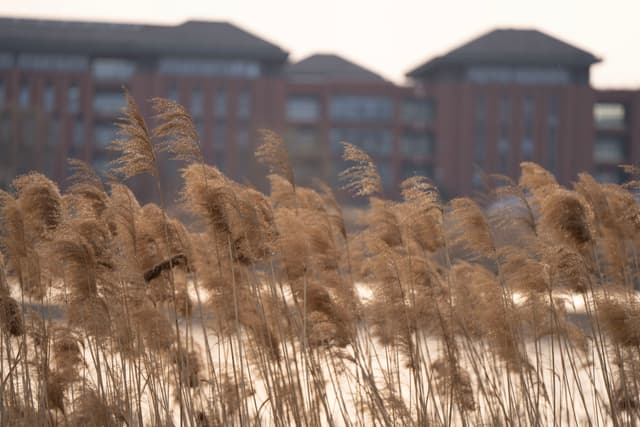 前景是金色的芦苇，背景是模糊的砖砌建筑。