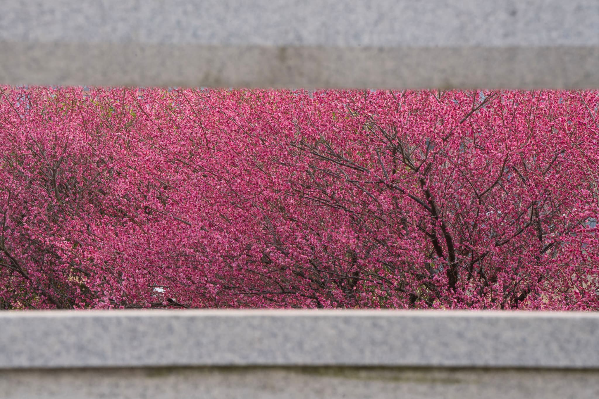 透过灰色框架，可以看到一片盛开的粉红色花海，树木的枝干隐约可见。