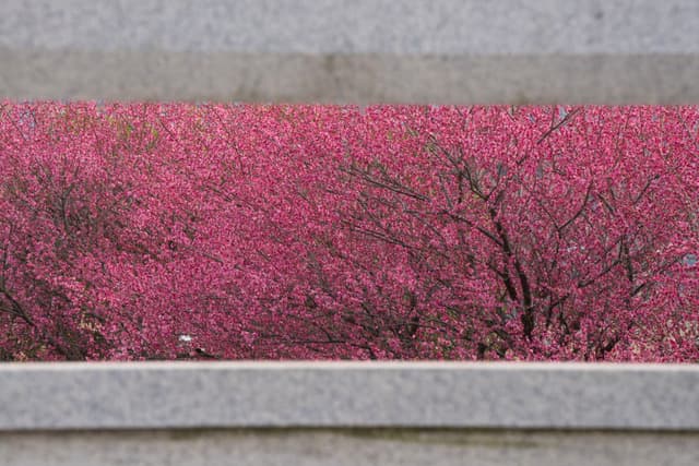 透过灰色框架，可以看到一片盛开的粉红色花海，树木的枝干隐约可见。