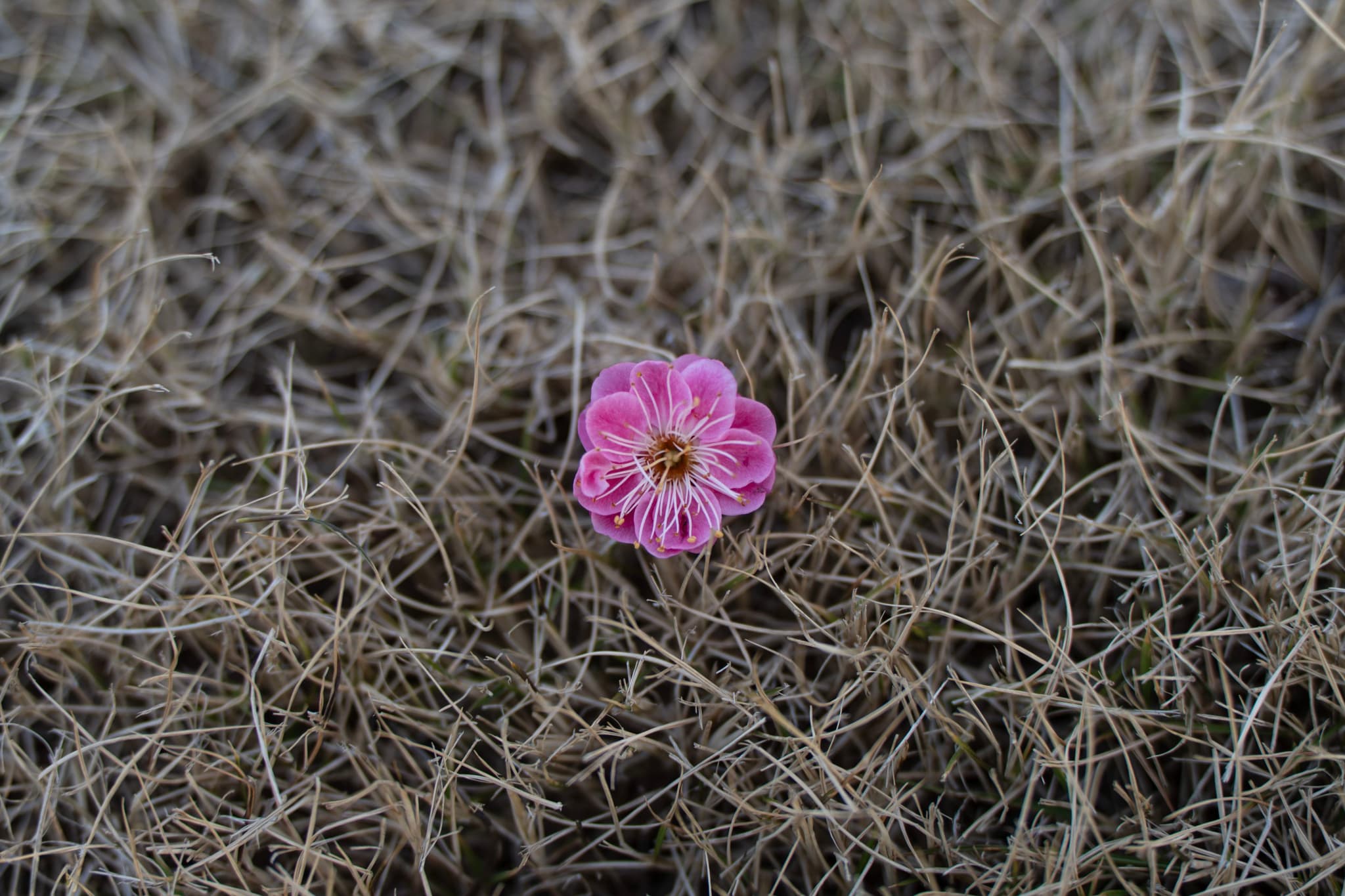 一朵小小的粉红色花朵，花瓣呈多层排列，花心呈黄色，落在干燥的棕色草地上。