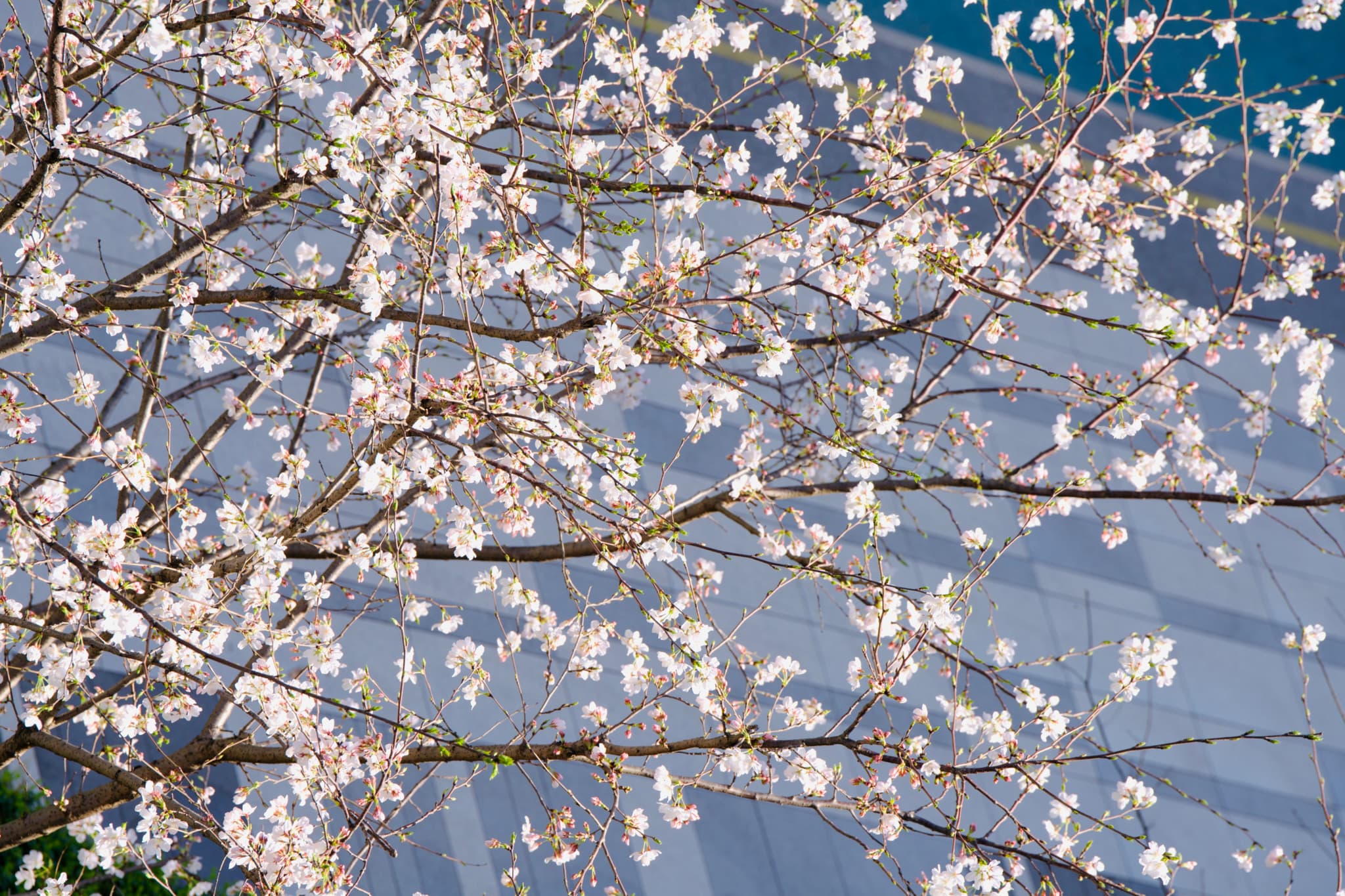 盛开的樱花树枝，背景是现代建筑。