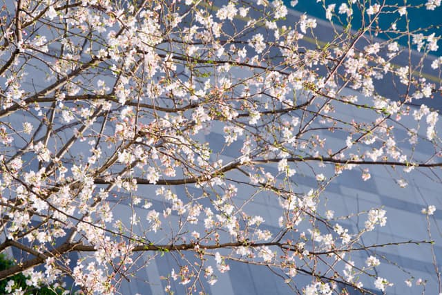 盛开的樱花树枝，背景是现代建筑。