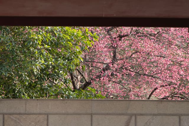 透过一个长方形的开口，可以看到一棵绿叶树和一棵开满粉色花朵的树。开口的顶部和底部由棕色和米色的结构构成。