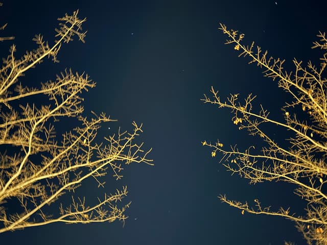 树枝在深蓝色的夜空中伸展开来，被灯光照亮，呈现出金色的光芒。