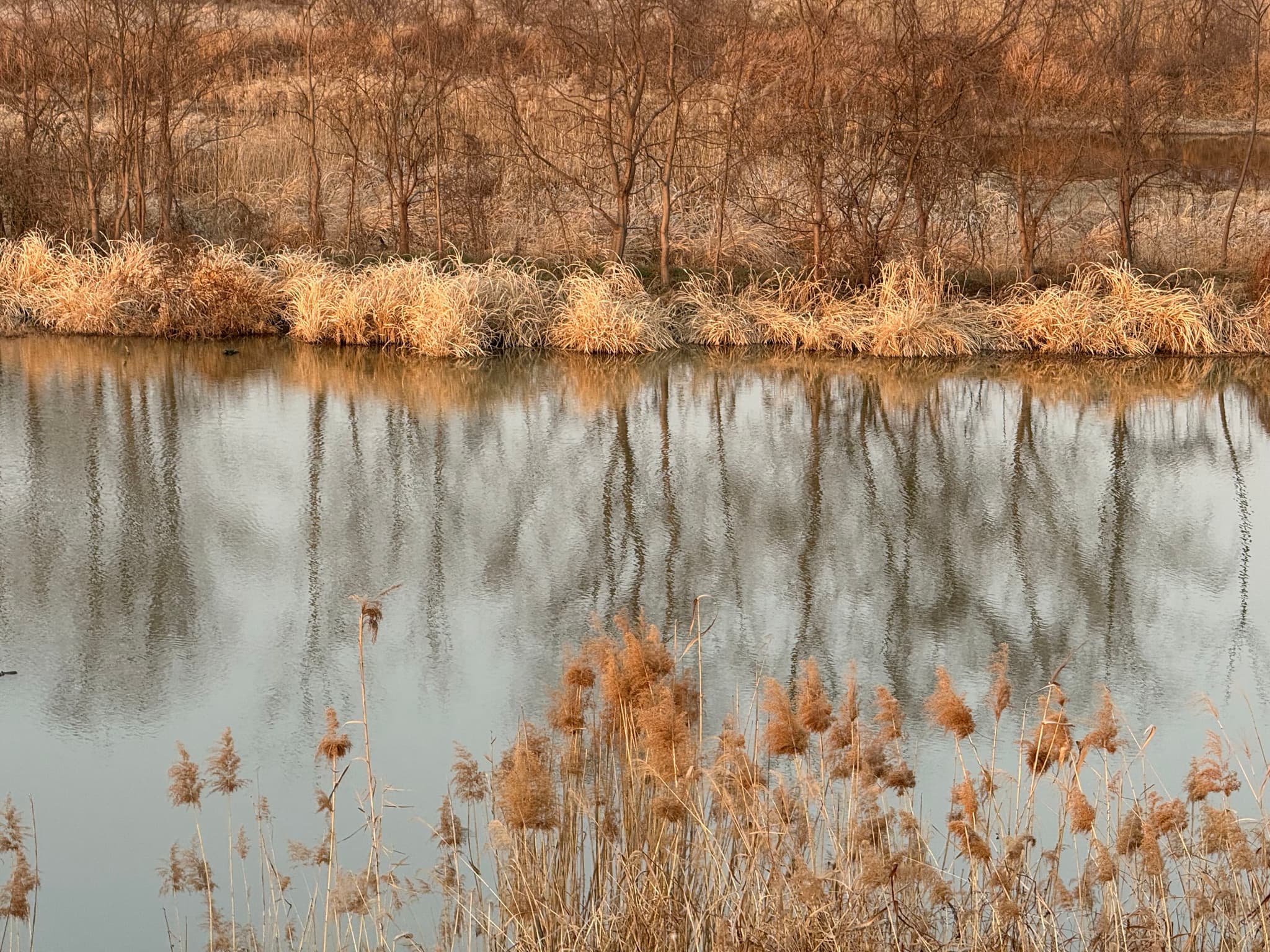 一条平静的河流，河岸边生长着枯黄的芦苇和草，倒映着光秃秃的树木。整体色调偏暖，呈现出秋末或冬初的景象。