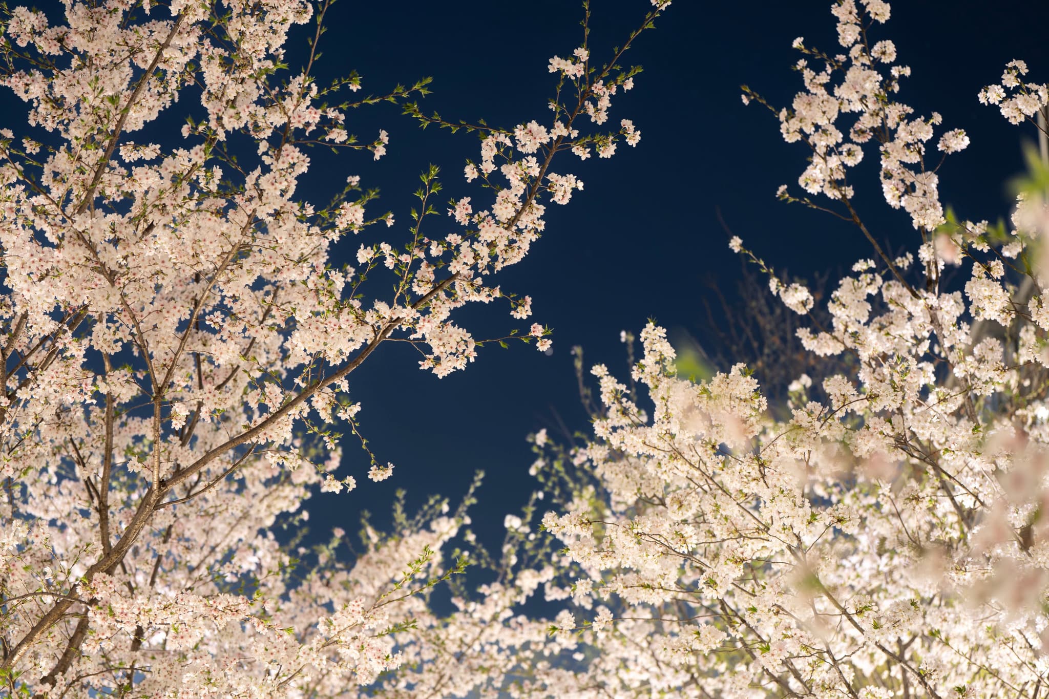 夜空下，盛开的樱花树枝繁茂，花朵密集，呈现出柔和的白色光芒。