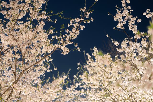 夜空下，盛开的樱花树枝繁茂，花朵密集，呈现出柔和的白色光芒。