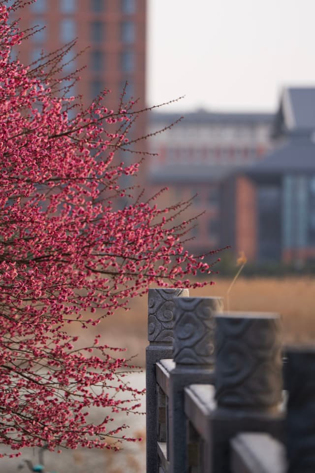 粉红色的花朵从雕刻精美的屋檐上垂下来，背景是模糊的城市景观。