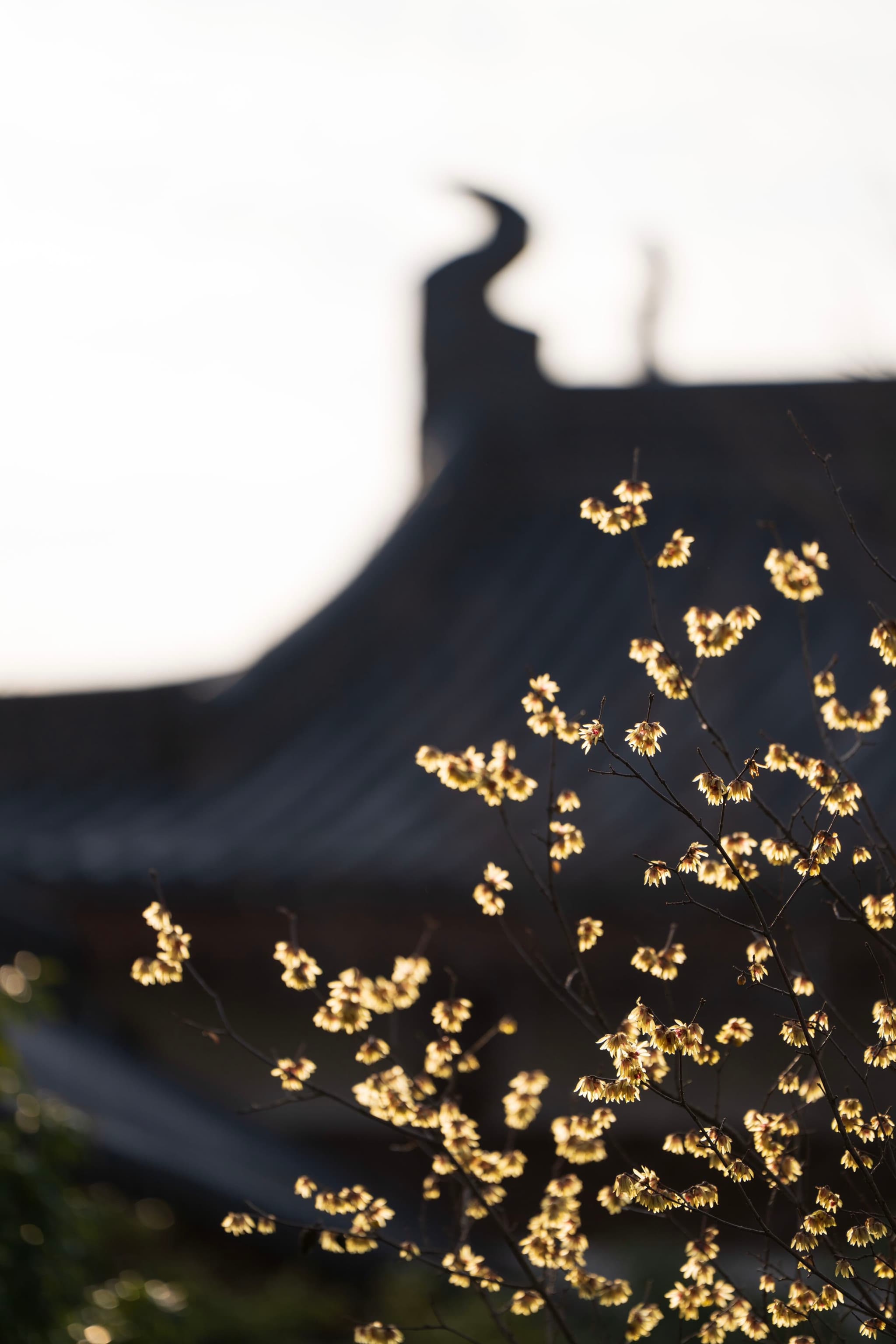 前景中有一群小而亮的黄色物体，可能是花粉或昆虫，它们悬浮在空中，背景中有一个深色的、轮廓分明的建筑结构，可能是屋顶或装饰物，与明亮的白色背景形成对比。