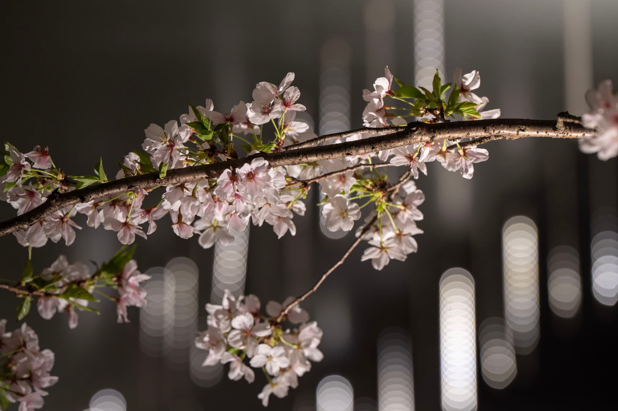 一根开满粉色花朵的树枝，背景是模糊的垂直光线。