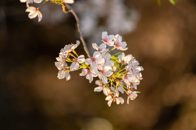 一簇樱花盛开，花瓣呈淡粉色和白色，花蕊呈黄色，背景是模糊的棕色和绿色。