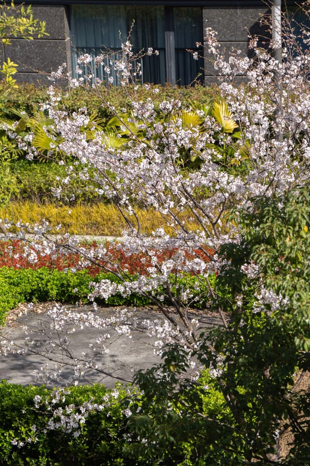 照片展示了一个充满生机的户外场景，前景中一棵开满白色花朵的树木引人注目，花瓣散落在地面上。背景中，一条小路穿过绿地，旁边是一块覆盖着花瓣的岩石。建筑物的局部可见，暗示着这是一个城市或郊区的环境。整体色彩丰富，充满春天的气息。