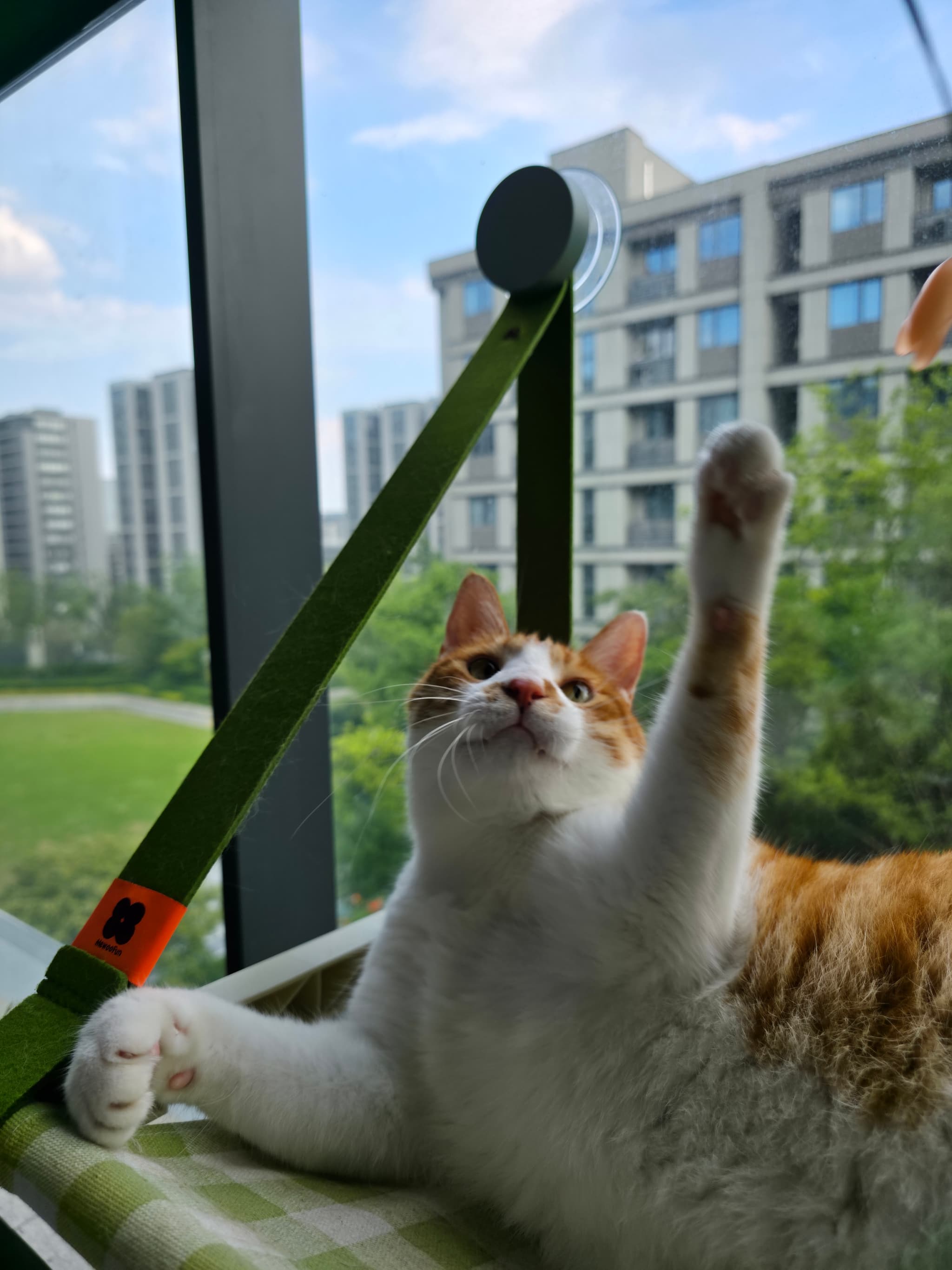 窗边吊床上，一只橘白猫仰着头，高高举起一只爪子，窗外是蓝天和城市楼群。