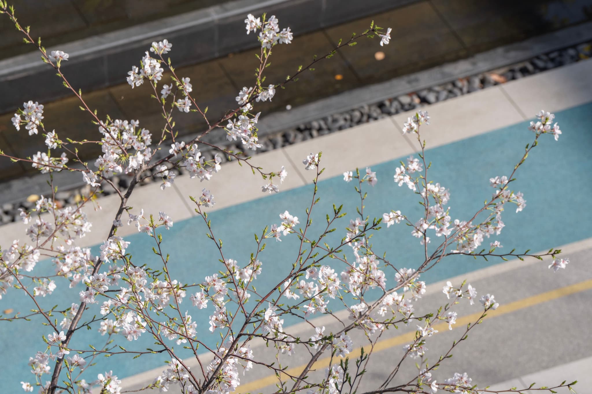 一棵开满白色花朵的树枝在人行道或小路上方伸展，背景是蓝色的表面和灰色的结构。
