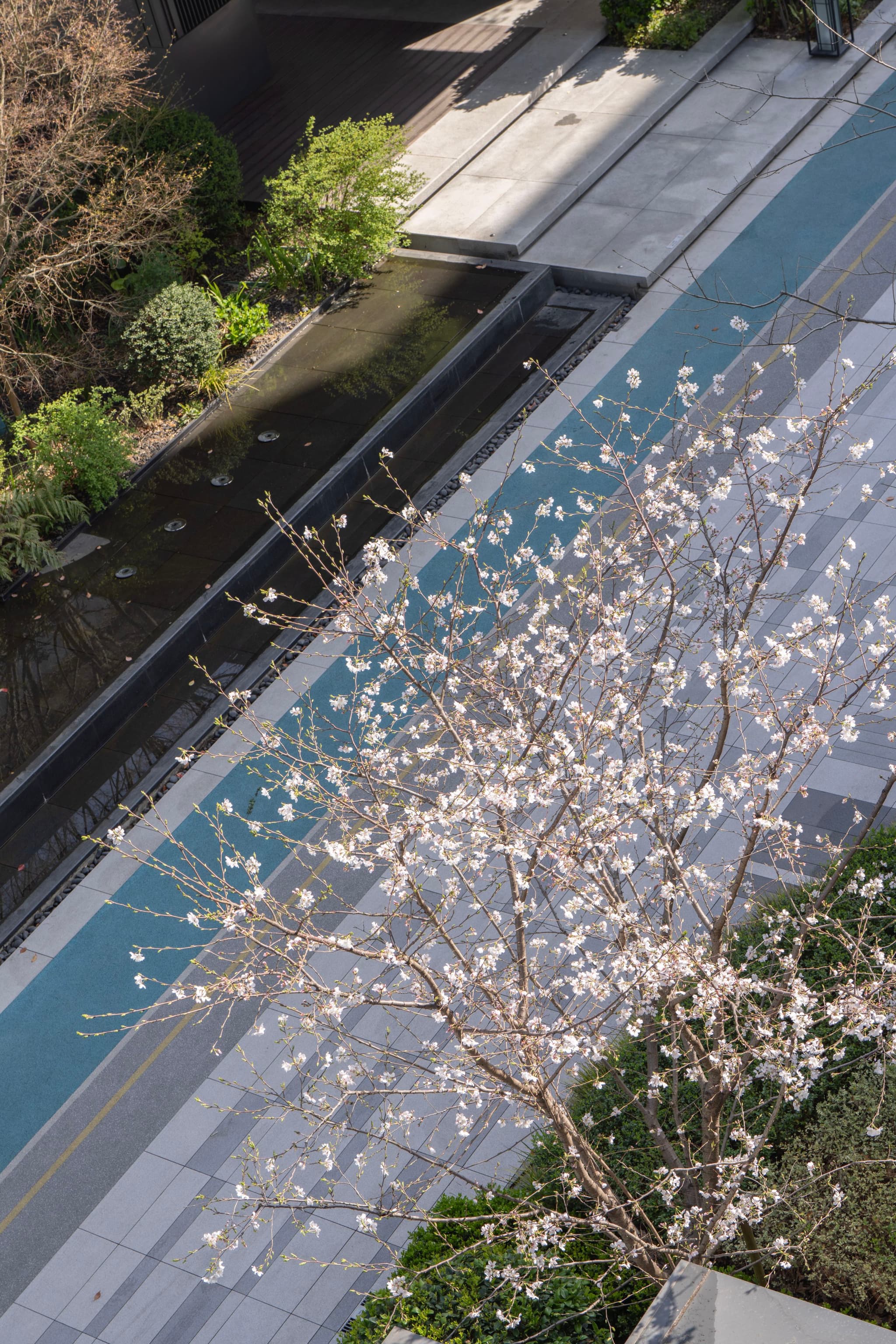 从高角度拍摄的照片显示一棵开满白色花朵的树，树旁有一条蓝色的路，路边有绿色的植物。