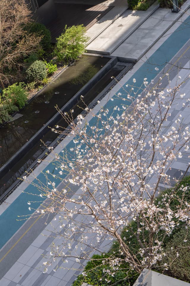 从高角度拍摄的照片显示一棵开满白色花朵的树，树旁有一条蓝色的路，路边有绿色的植物。